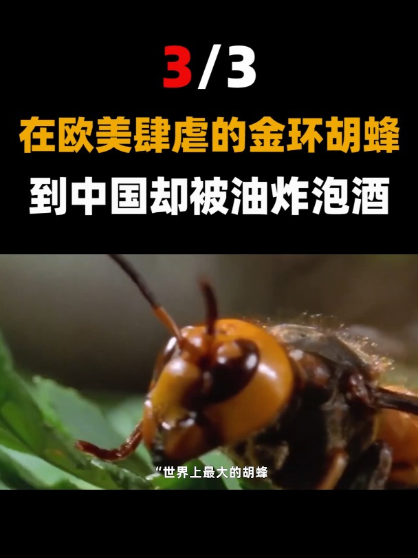 kaiyun体育:佛罗伦萨愿掀风浪，力争获胜